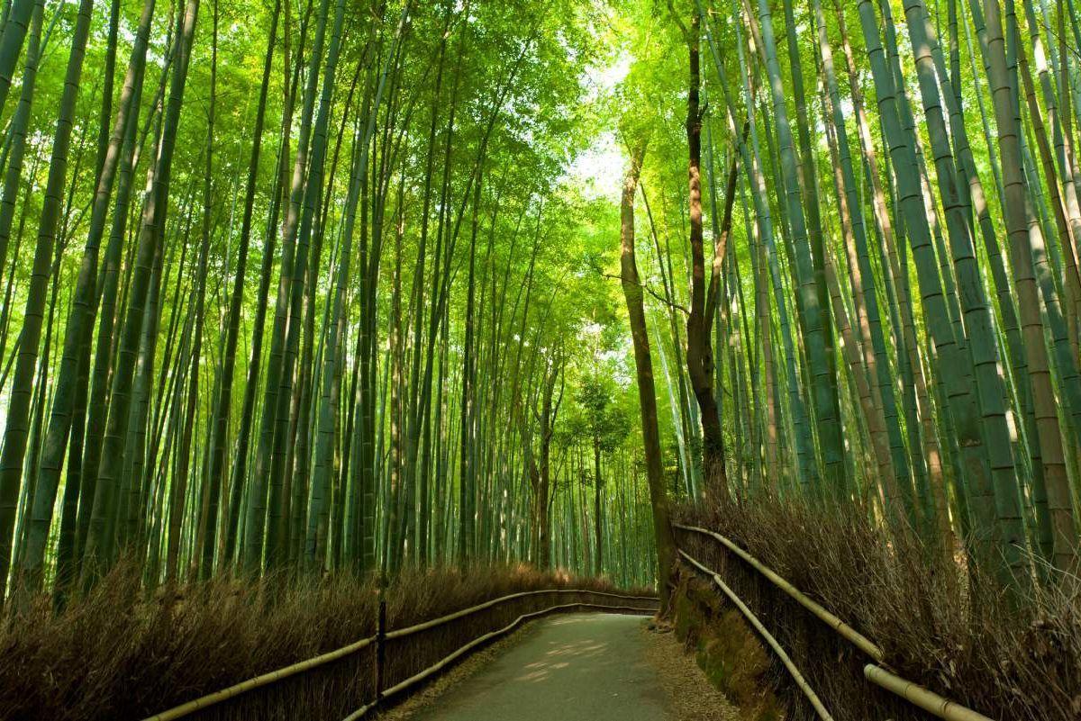 1200x801 Sagano Arashiyama Walking Tour, Kyoto