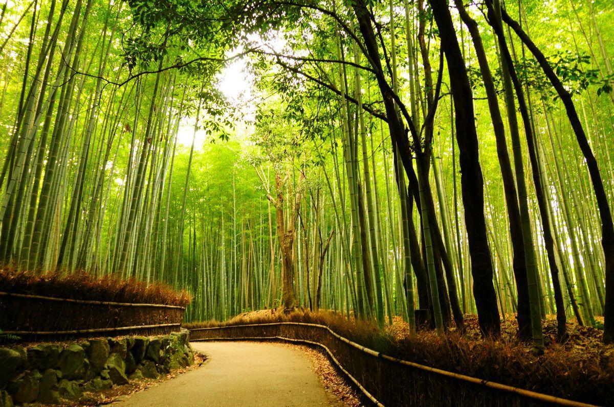 Arashiyama Wallpapers - Top Free Arashiyama Backgrounds - WallpaperAccess