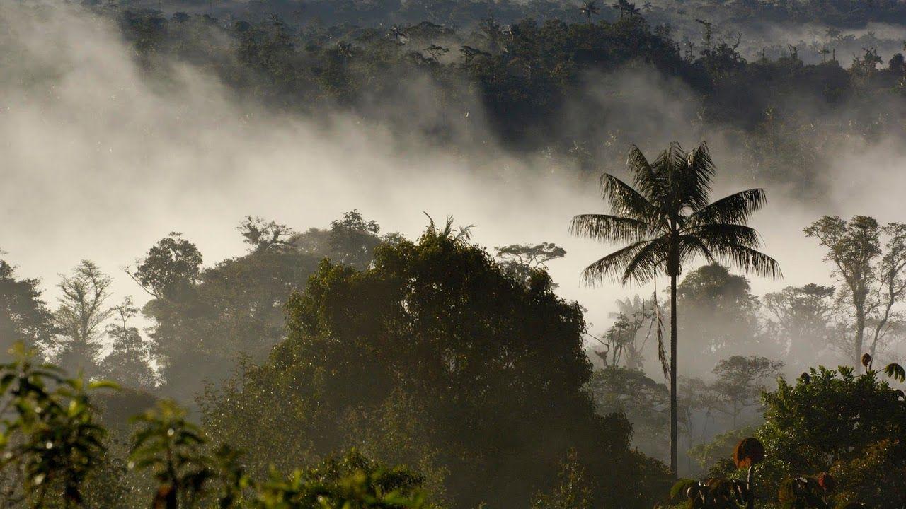 1280x720 hd Flower wallpaper: Cloud forest .hdflowerwallpaper.
