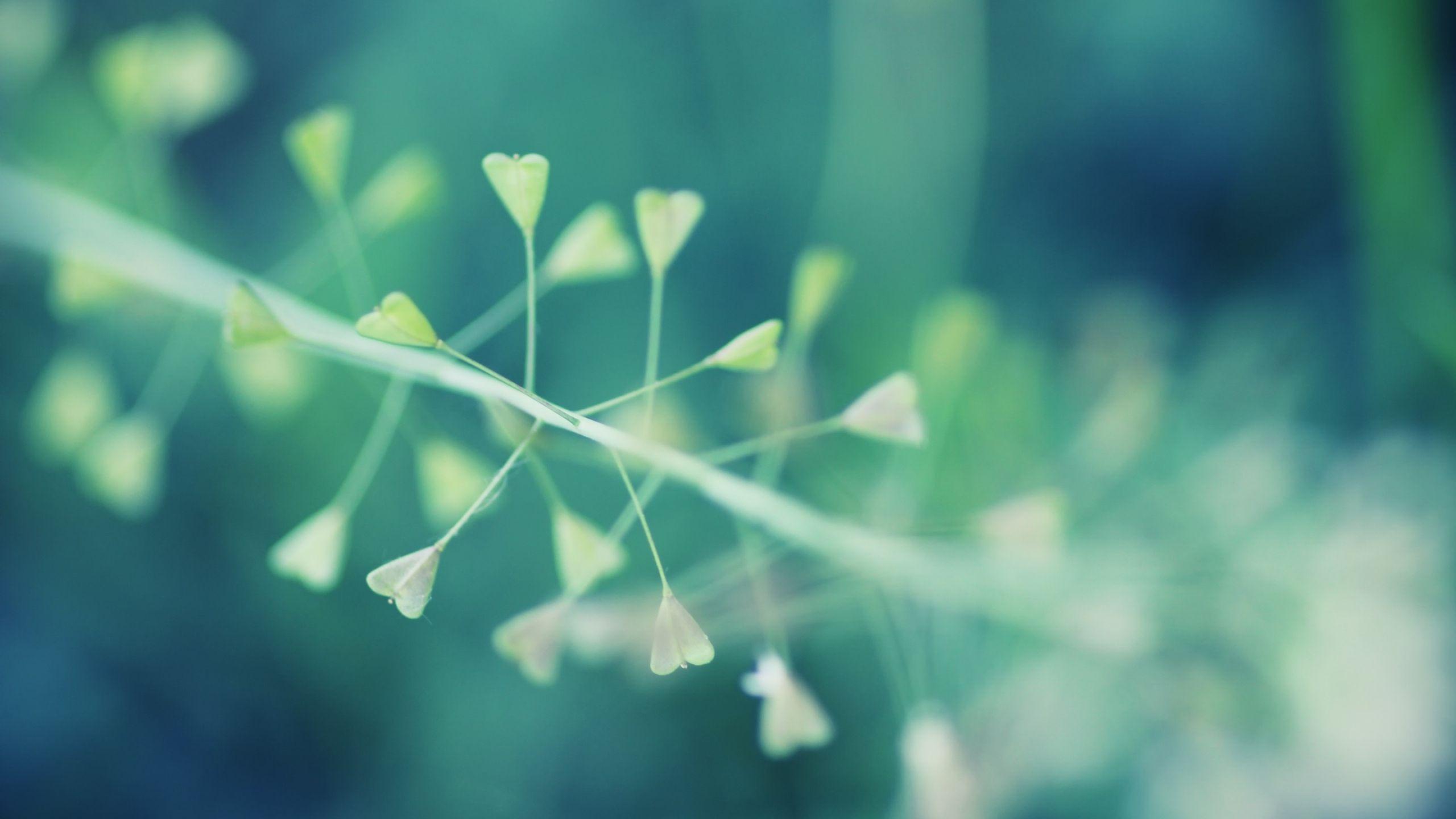 2560x1440 Minimalist Wallpaper HD Nature .
