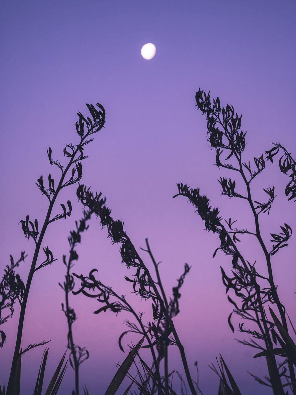 1000x1332 Purple Sunset Picture [HQ]. Download .com