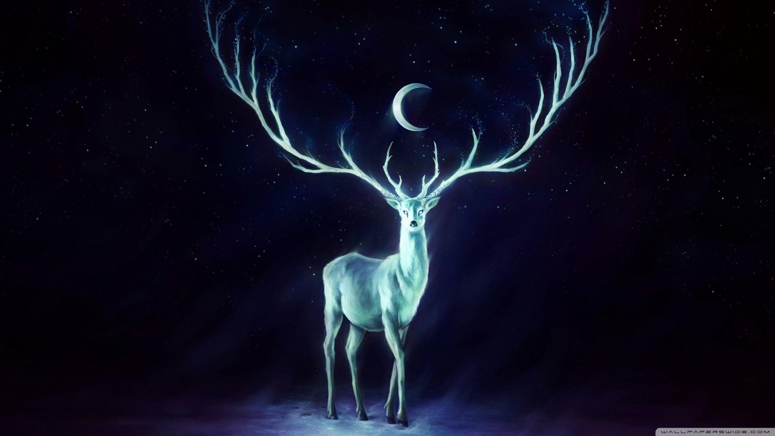 2560x1440 Spectral deer [2560×1440] :