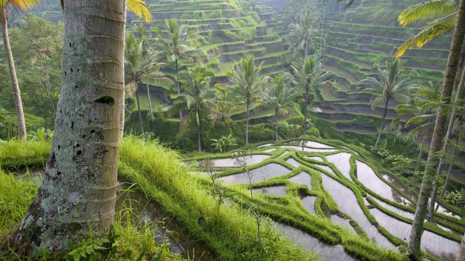 1920x1080 Nature HD Image Wallpaper asia rice fields palm trees economy 7057