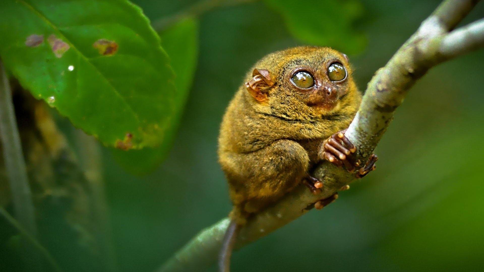 1920x1080 What Is This Little Monster? * Tarsier From South East Asia HD