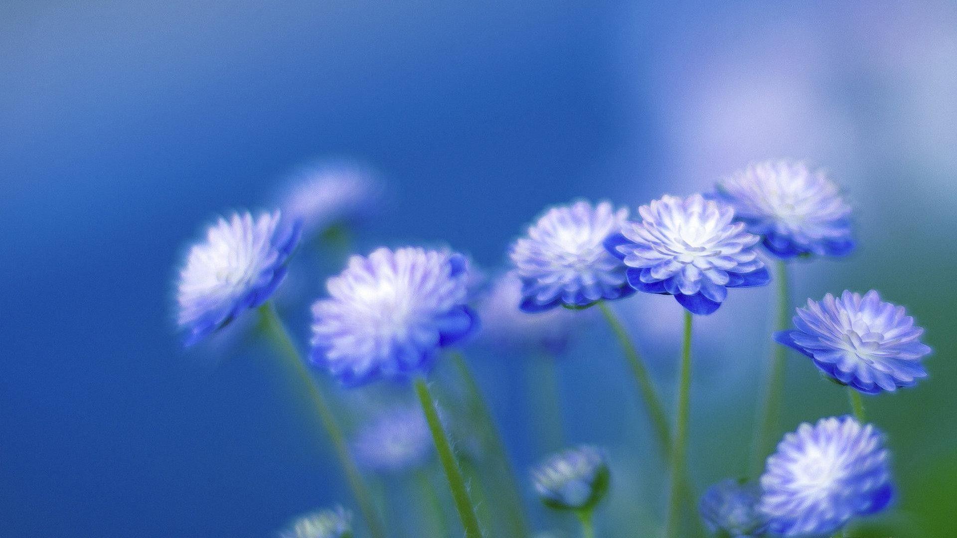 1920x1080 Winter Flowers Wallpaper