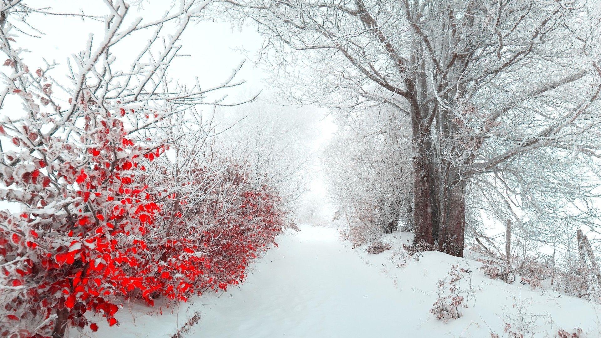 1920x1080 Winter Flower Phone