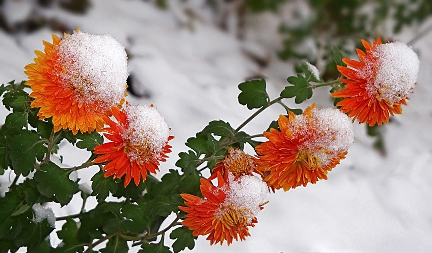 1444x845 Flowers in Snow Wallpaperwallpaper.dog