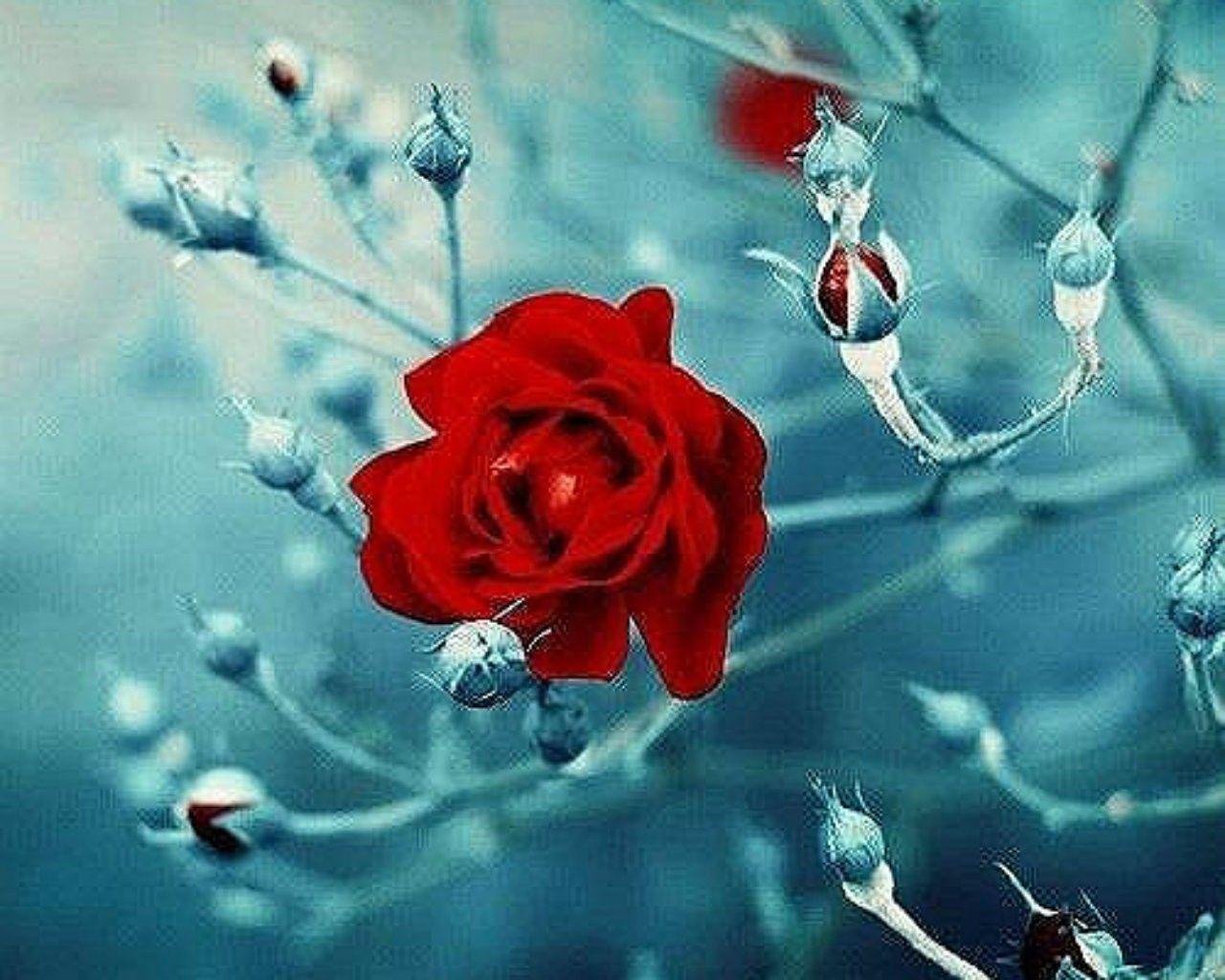 1280x1024 Winter Flower