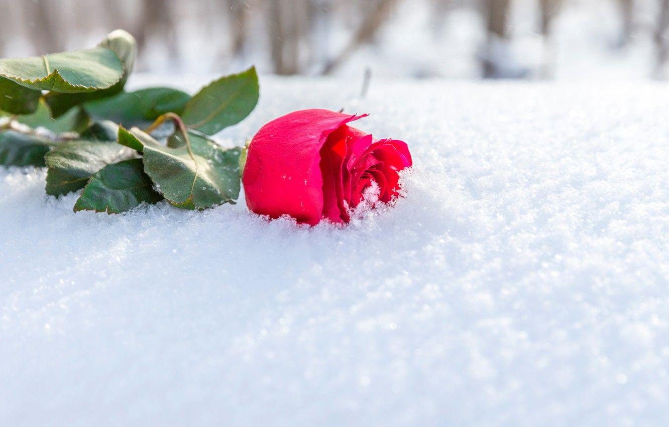 Snowy Rose Wallpapers - Top Free Snowy Rose Backgrounds - WallpaperAccess