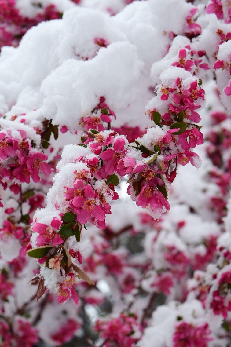 756x1136 Flower Wallpaper