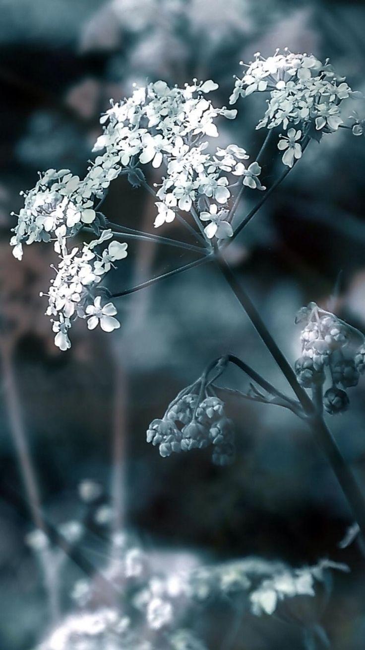 736x1308 Winter Flower Wallpaper .