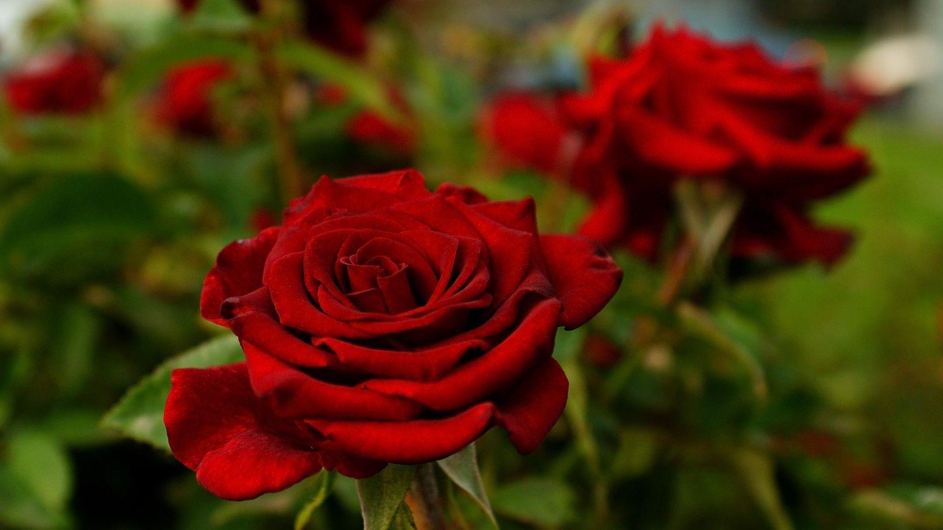 1920x1080 Red Rose Desktop Background Wallpaper .