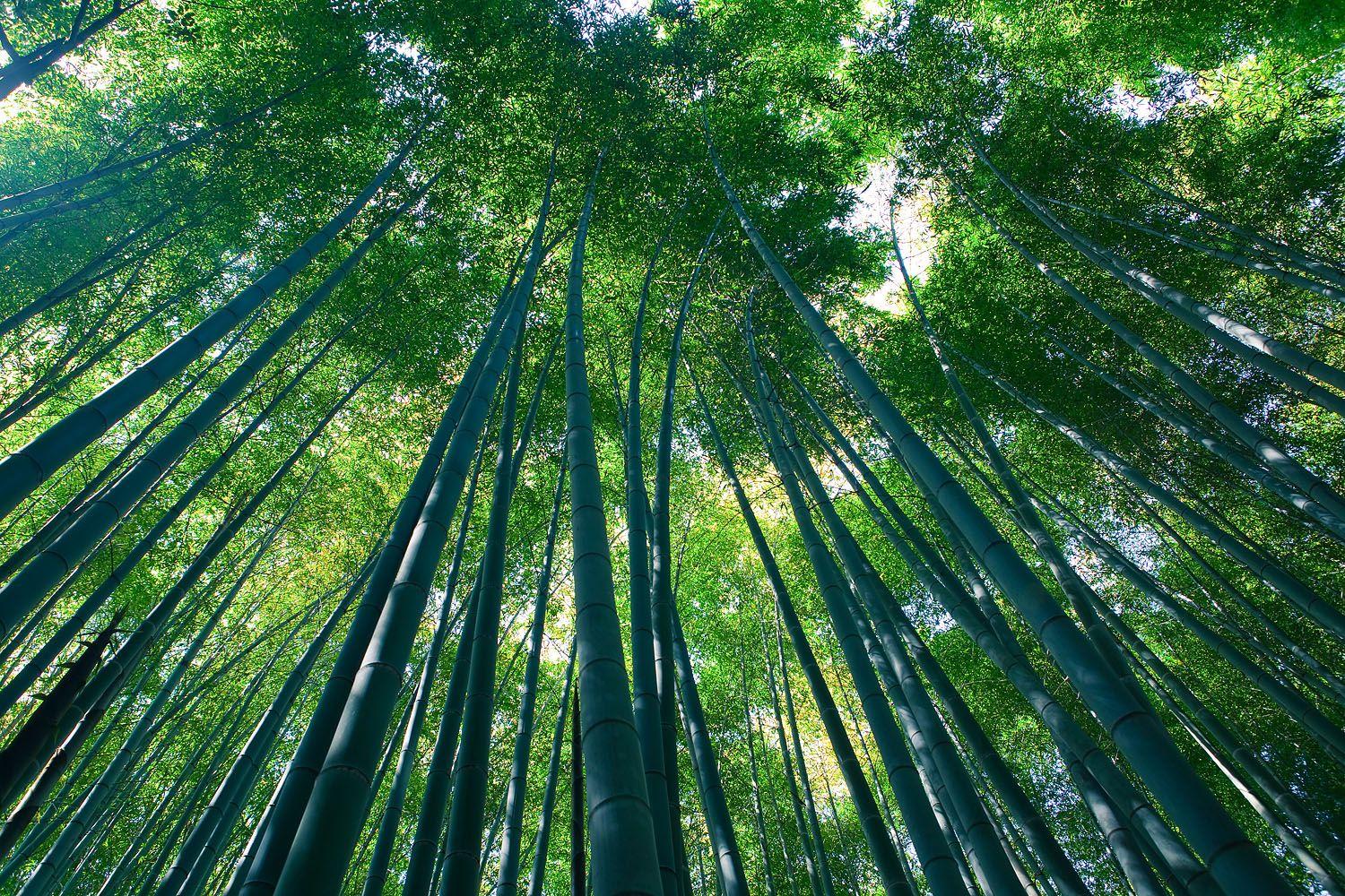 1500x1000 Sagano Bamboo forest, Arashiyama, Kyoto ver