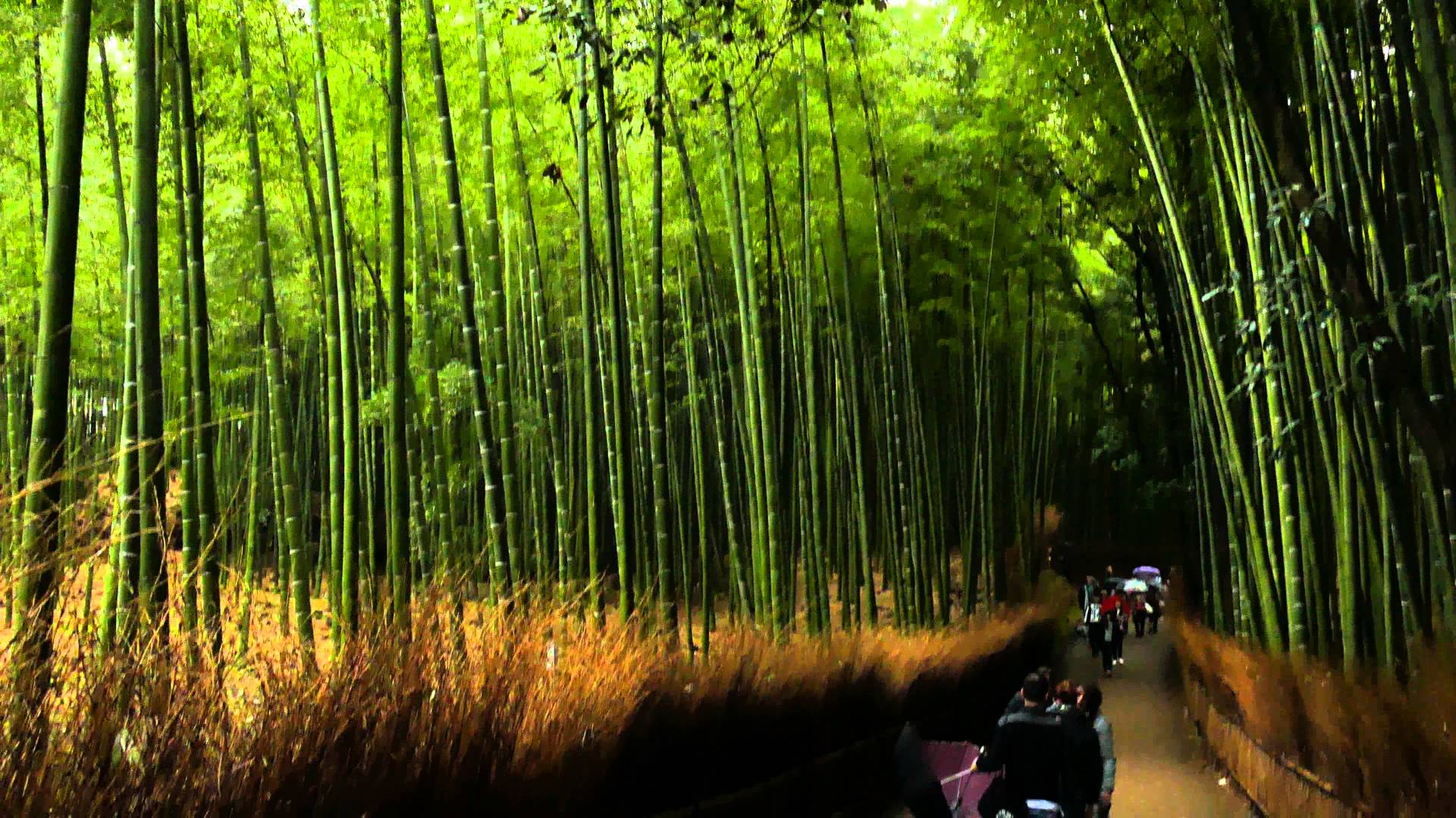 1920x1080 Arashiyama Bamboo Grove Kyoto Japan [1920 X 1080] Wallpaper