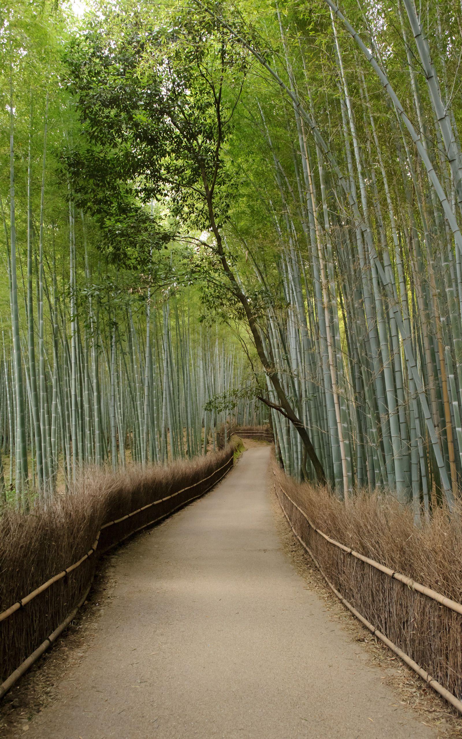 1600x2560 Jeffrey Friedl's Blog Mike Bennett's Last Day in Kyoto: Arashiyama