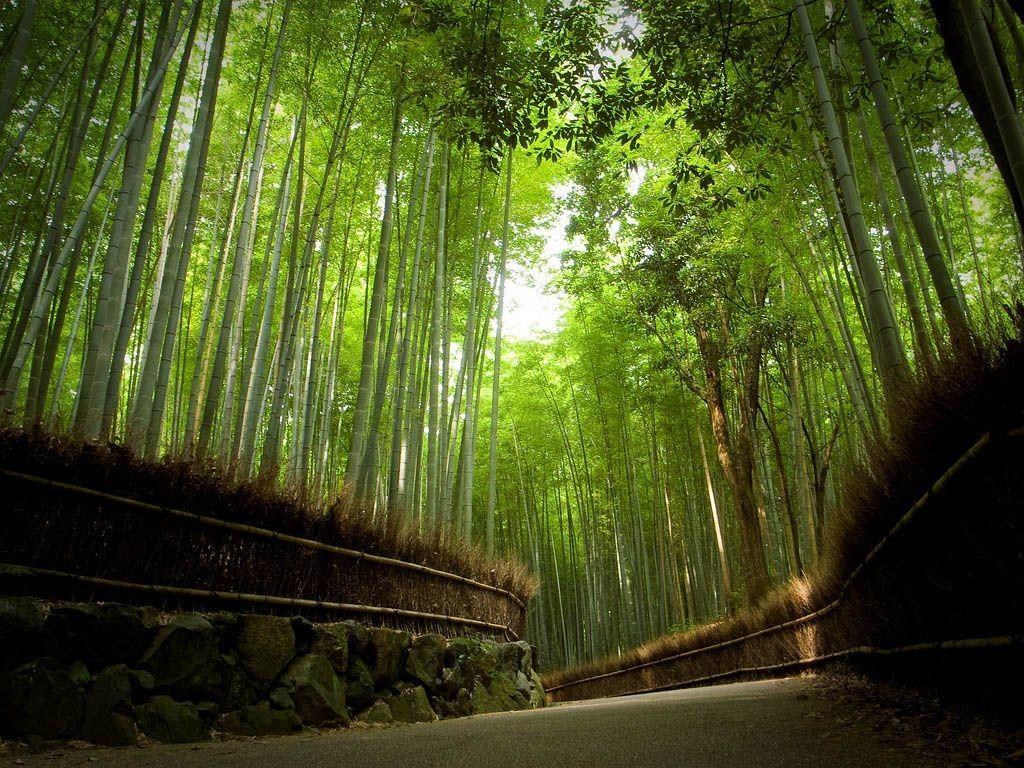 Arashiyama Wallpapers - Top Free Arashiyama Backgrounds - WallpaperAccess