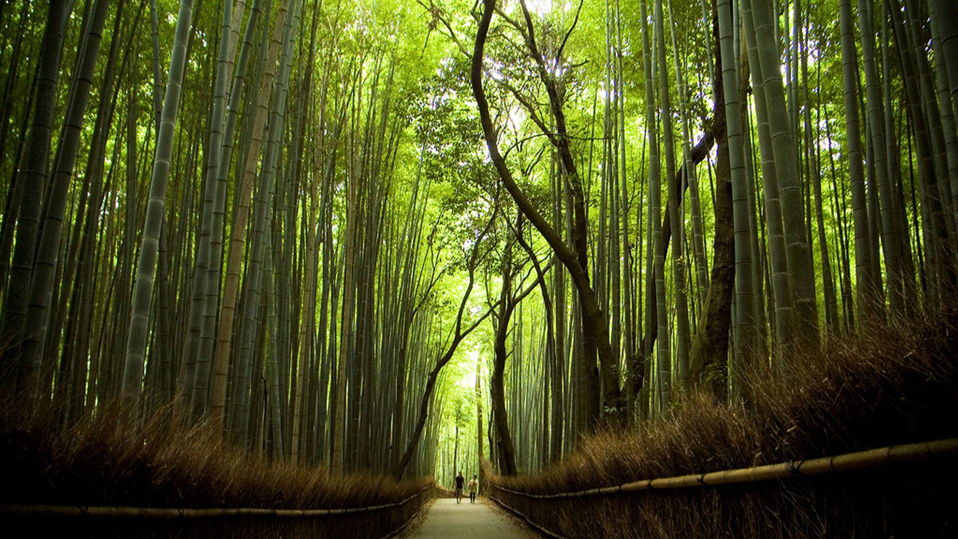 1920x1080 Sagano Bamboo Forest in Kyoto