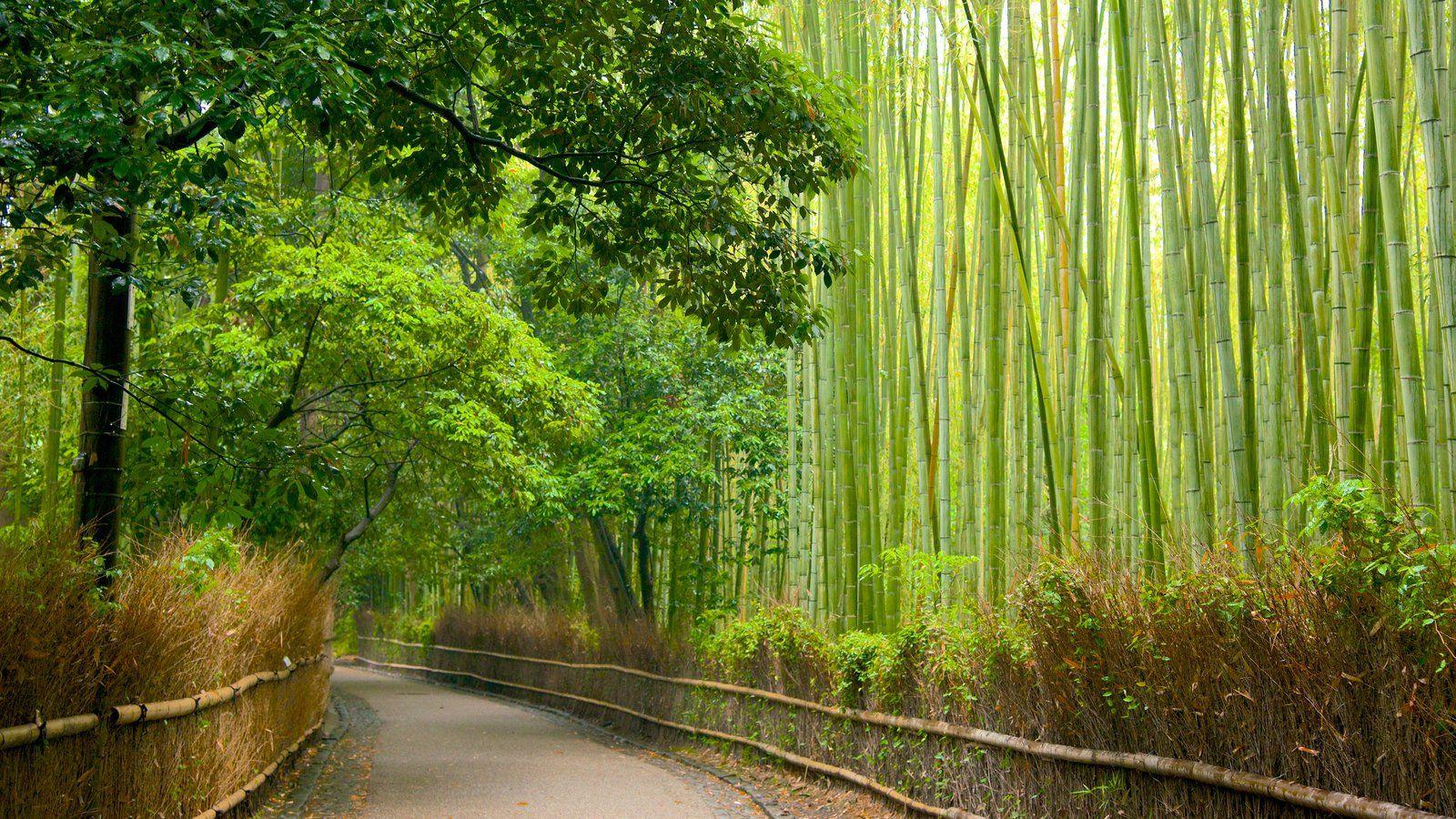 Arashiyama Wallpapers Top Free Arashiyama Backgrounds WallpaperAccess