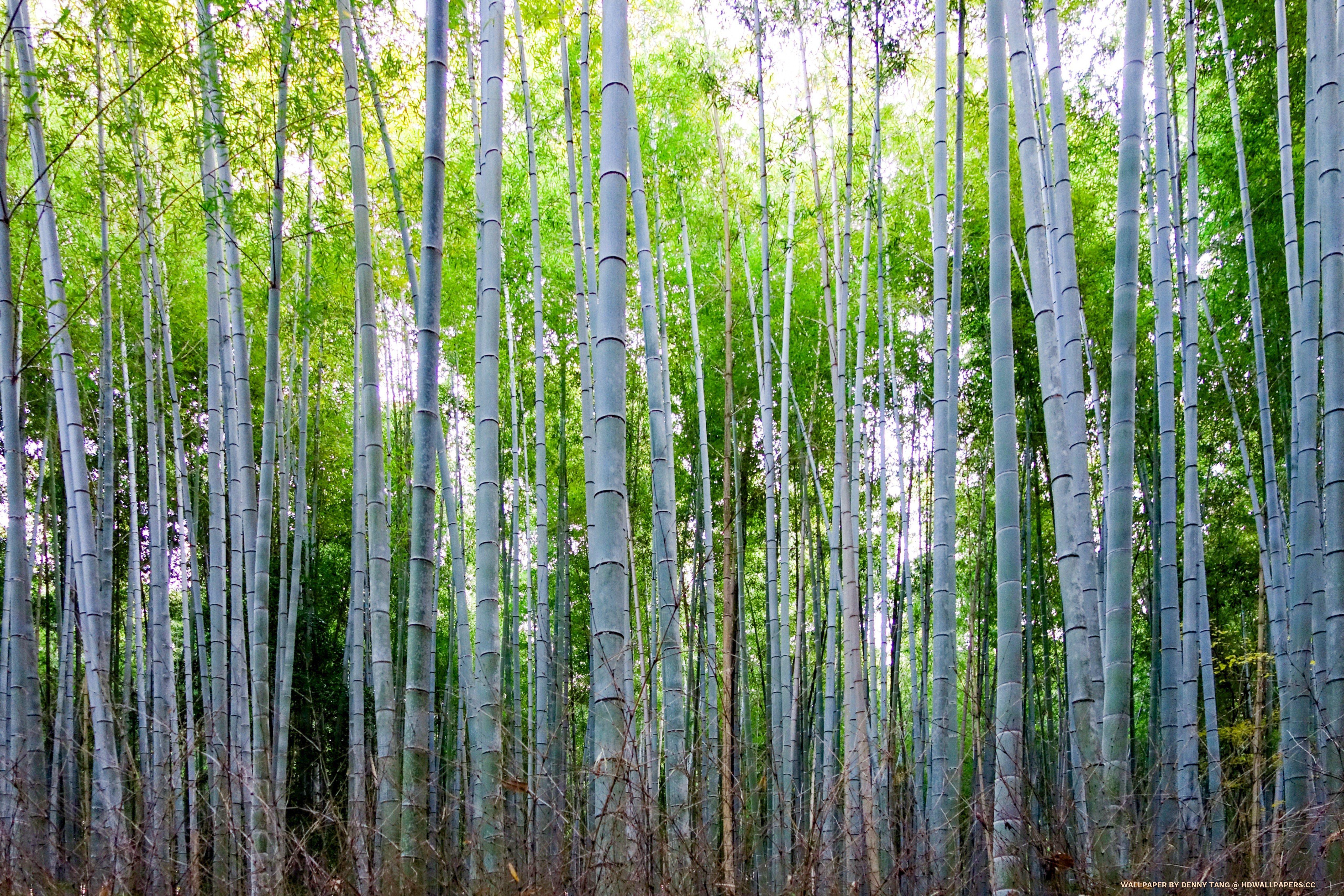 5120x3413 Arashiyama Bamboo Goove