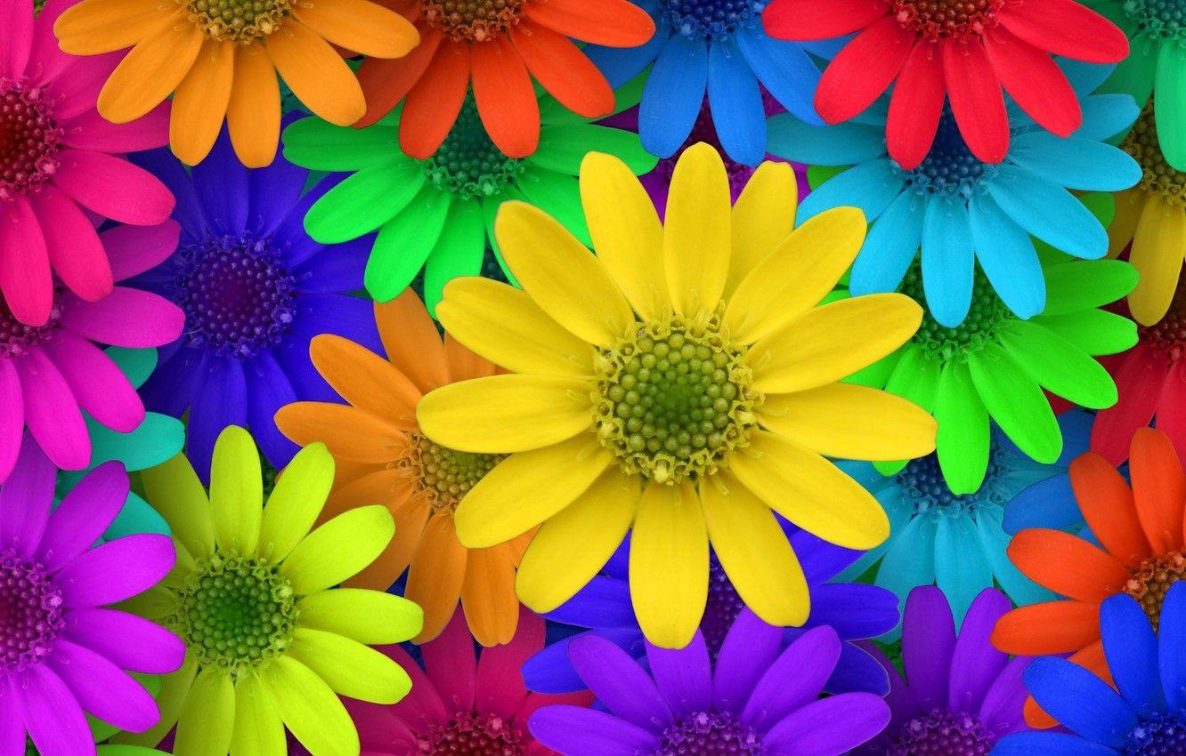 1332x850 Colorful, Flower Image HD .itl.cat