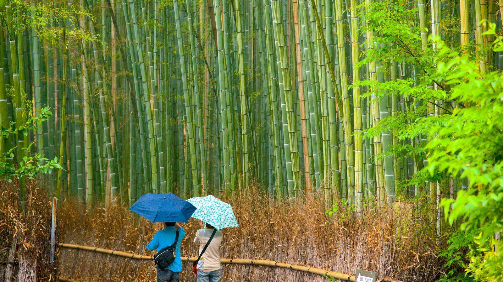 1600x900 Nature Picture: View Image of Arashiyama Bamboo Grove