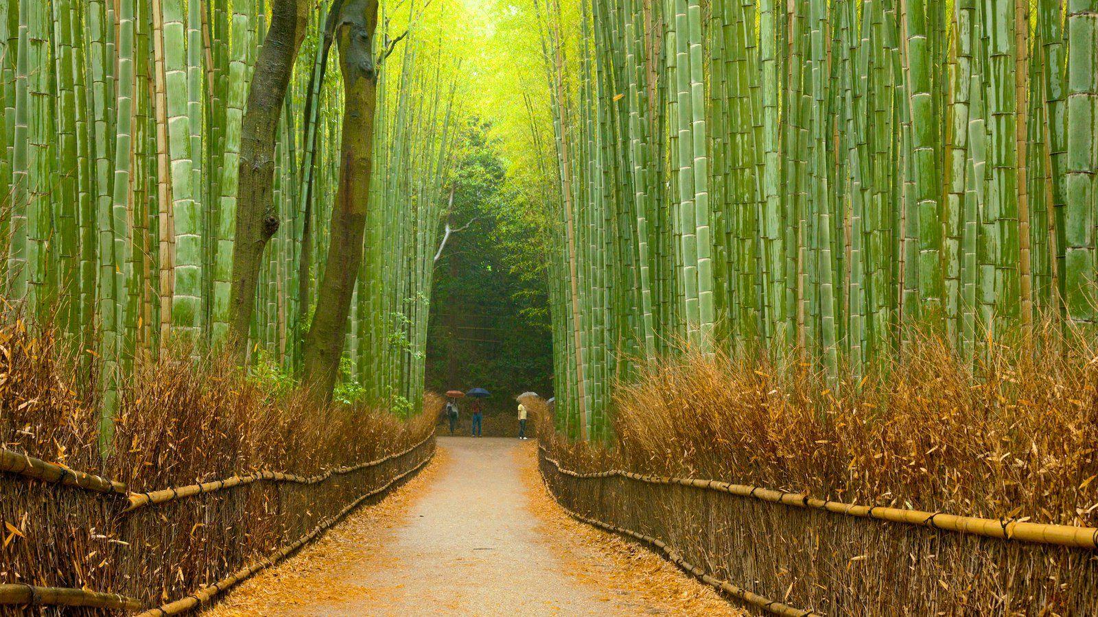 Arashiyama Wallpapers Top Free Arashiyama Backgrounds WallpaperAccess