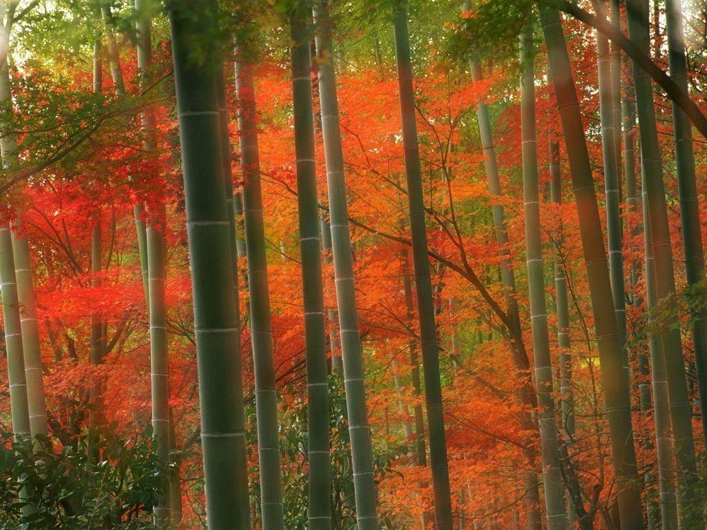 1024x768 Arashiyama Tag wallpaper: Forest Japan Arashiyama Kyoto Autumn