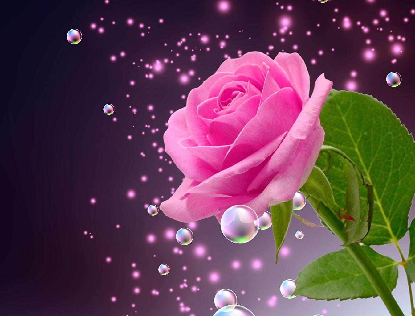 1347x1024 Photo Roses Pink color flower