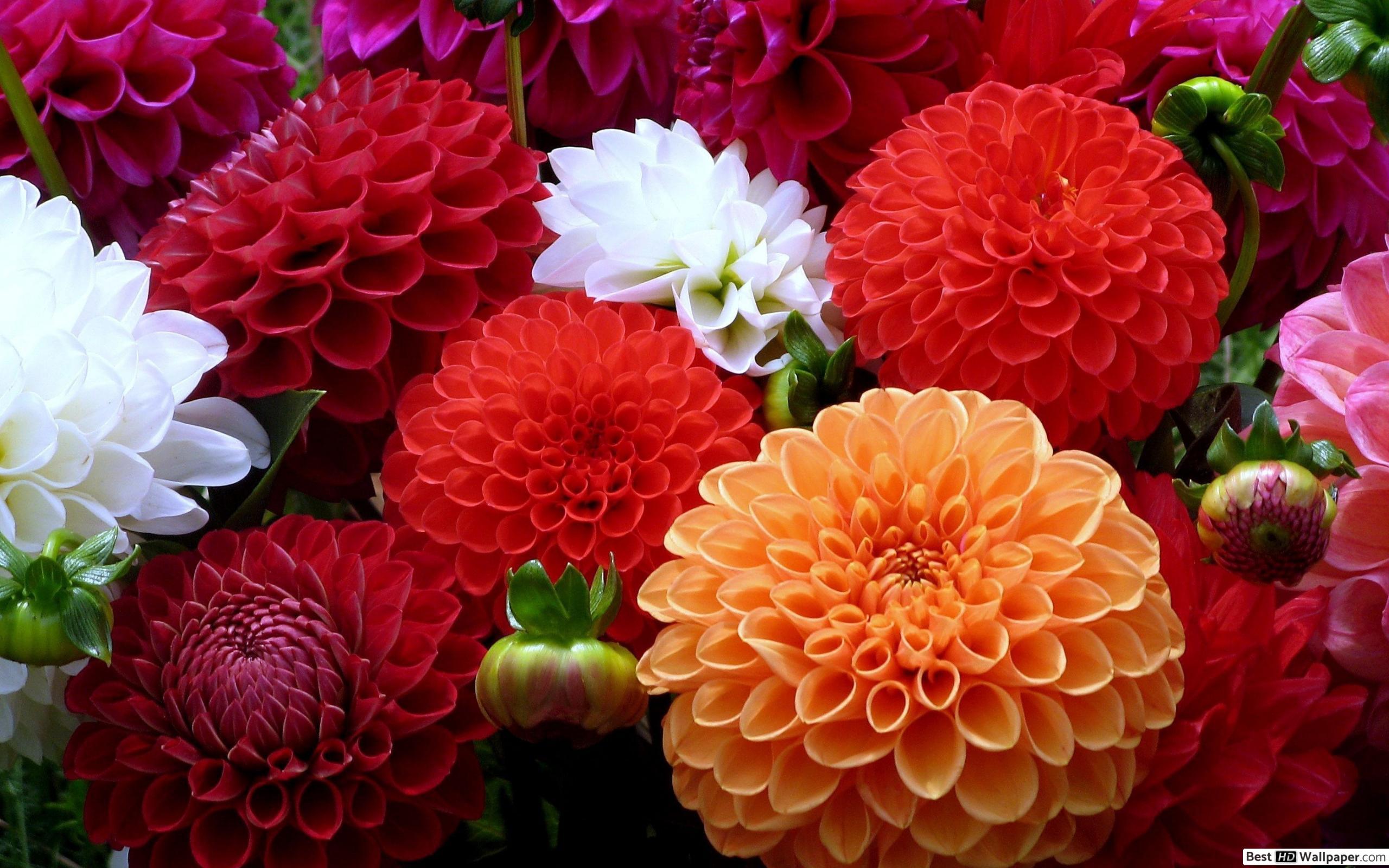 2560x1600 Dahlia Flower Wallpaper Download .junketjuice.
