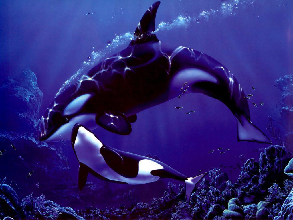 1024x768 Beautiful Whales Desktop Wallpaper .