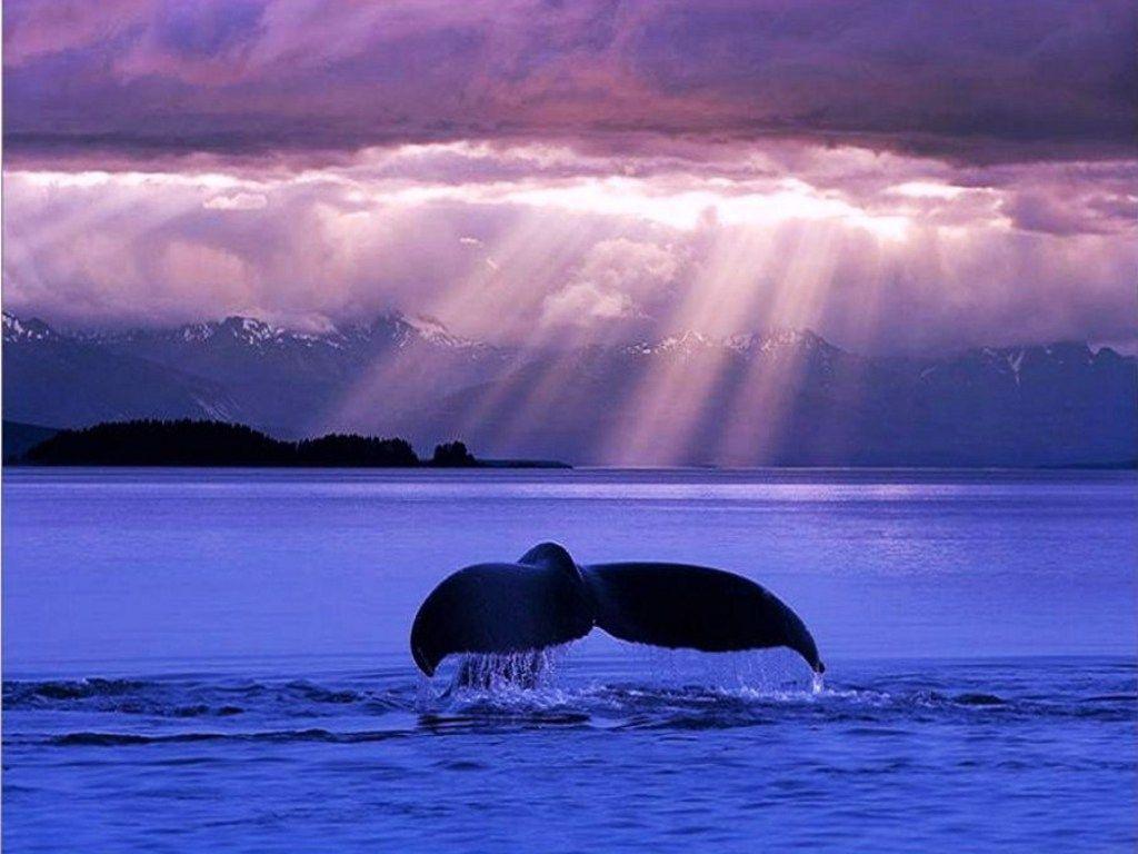 1024x768 Whale Wallpaperwallpaper684.