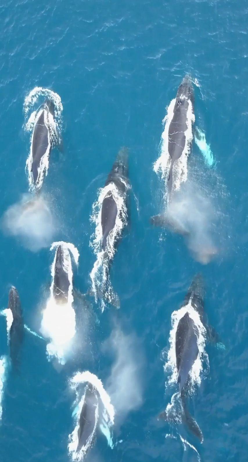 854x1590 Whale Live Wallpaper iPhone .