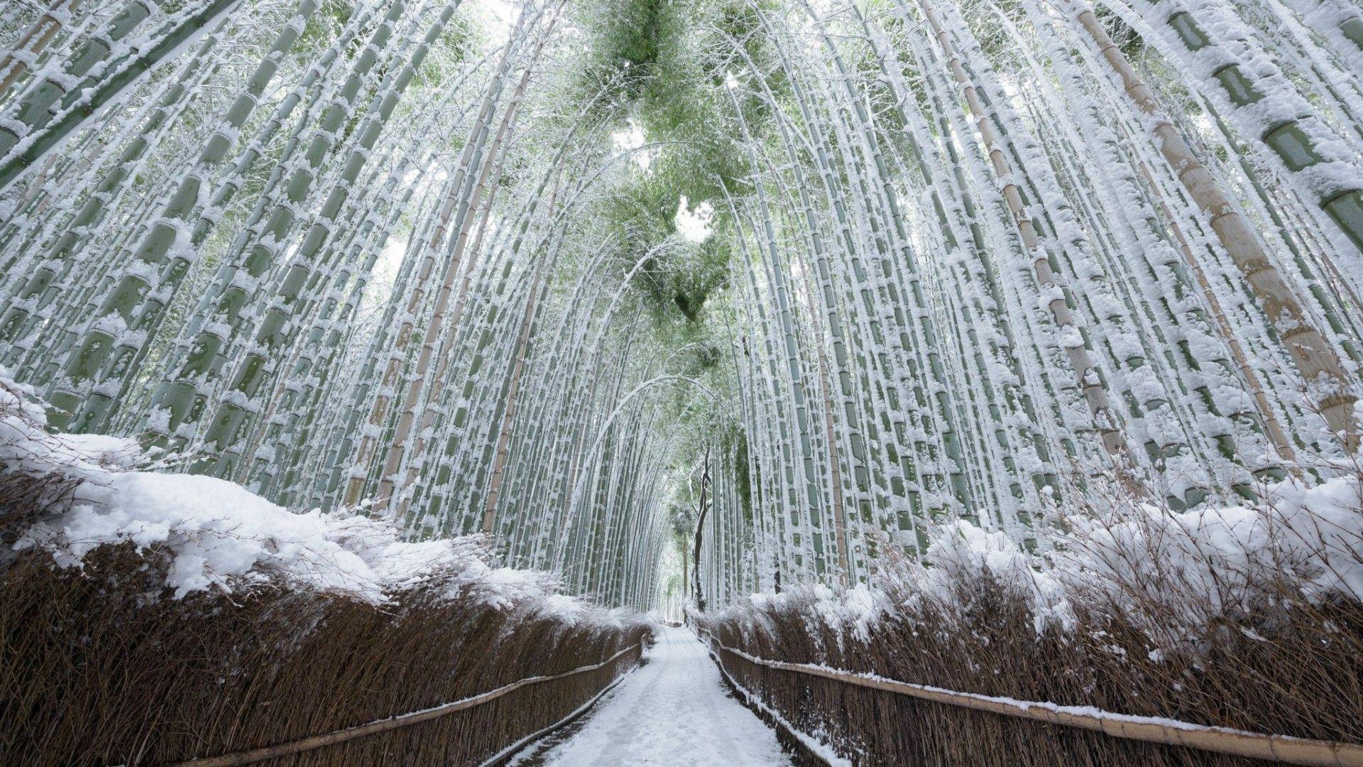 Arashiyama Wallpapers Top Free Arashiyama Backgrounds WallpaperAccess