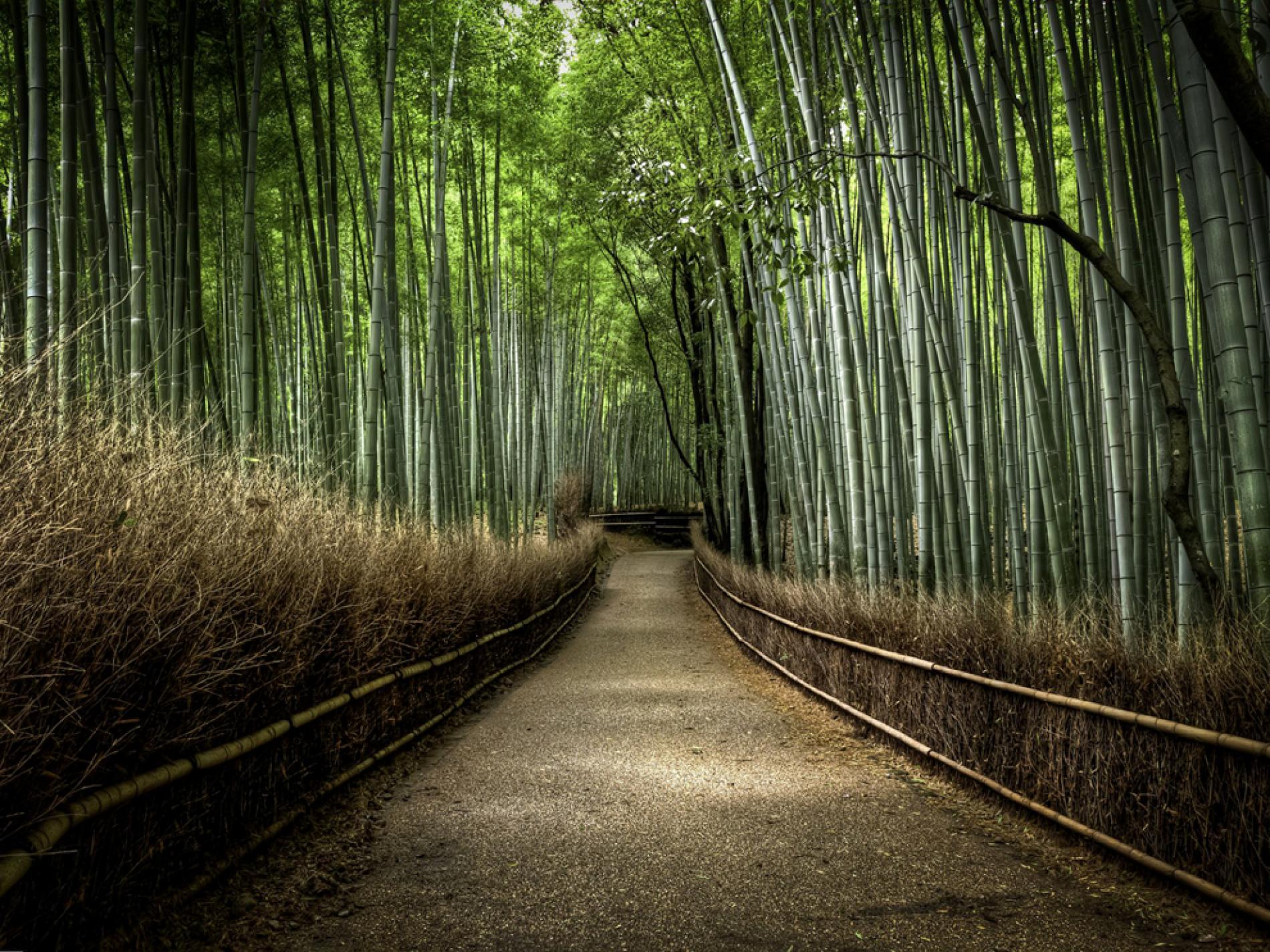 1900x1425 Bamboo Forest, Japan