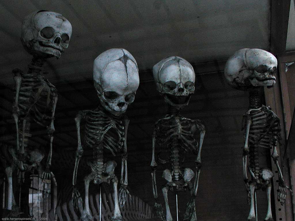 1024x768 Wallpaper: 'Happy Skeletons' human foetus skeletons (Homo sapiens) on display at the museum of paleontology in Paris, France. They look quite content with their job., Paris, France