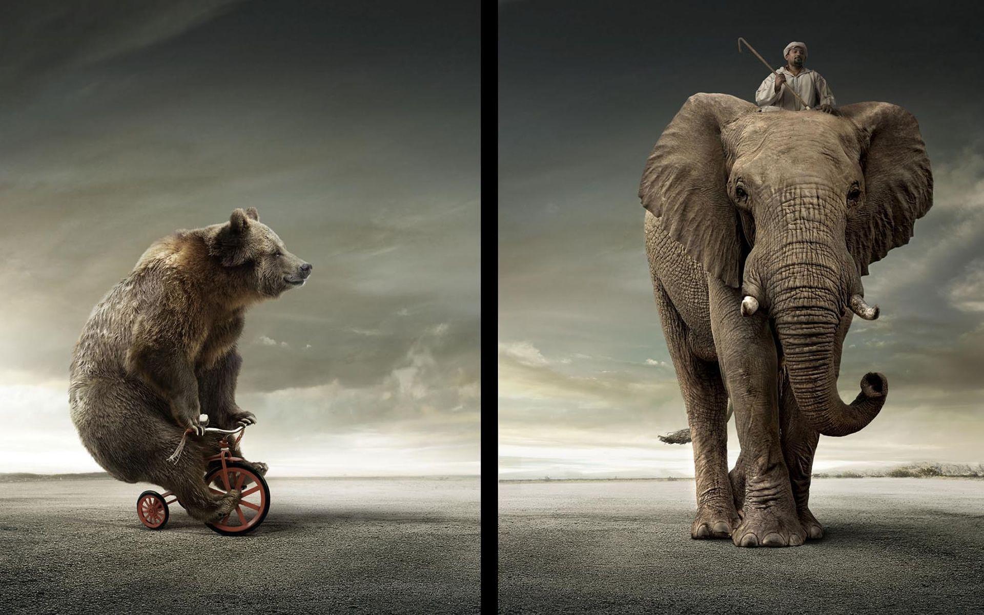 1920x1200 Hd Wallpaper Ursus Arctos And Elephant 3D Digital Bear Wallpaper HD