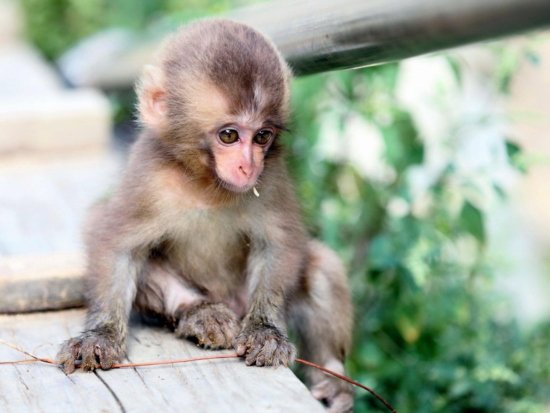 1920x1440 Cute Monkey Background .