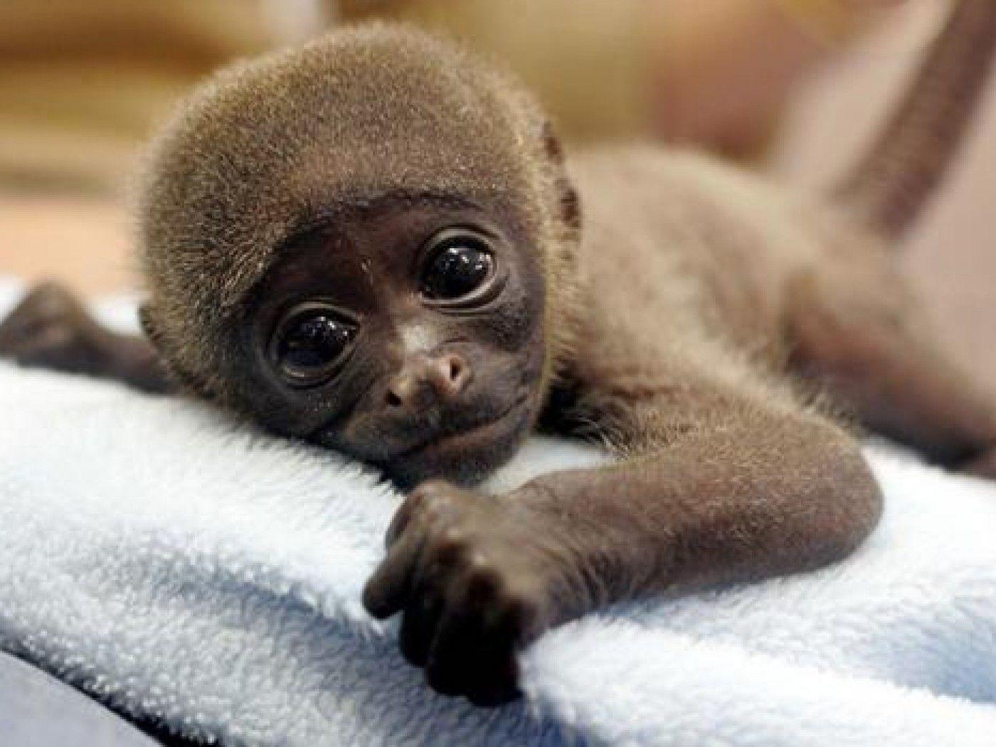 1400x1050 Cute Monkey