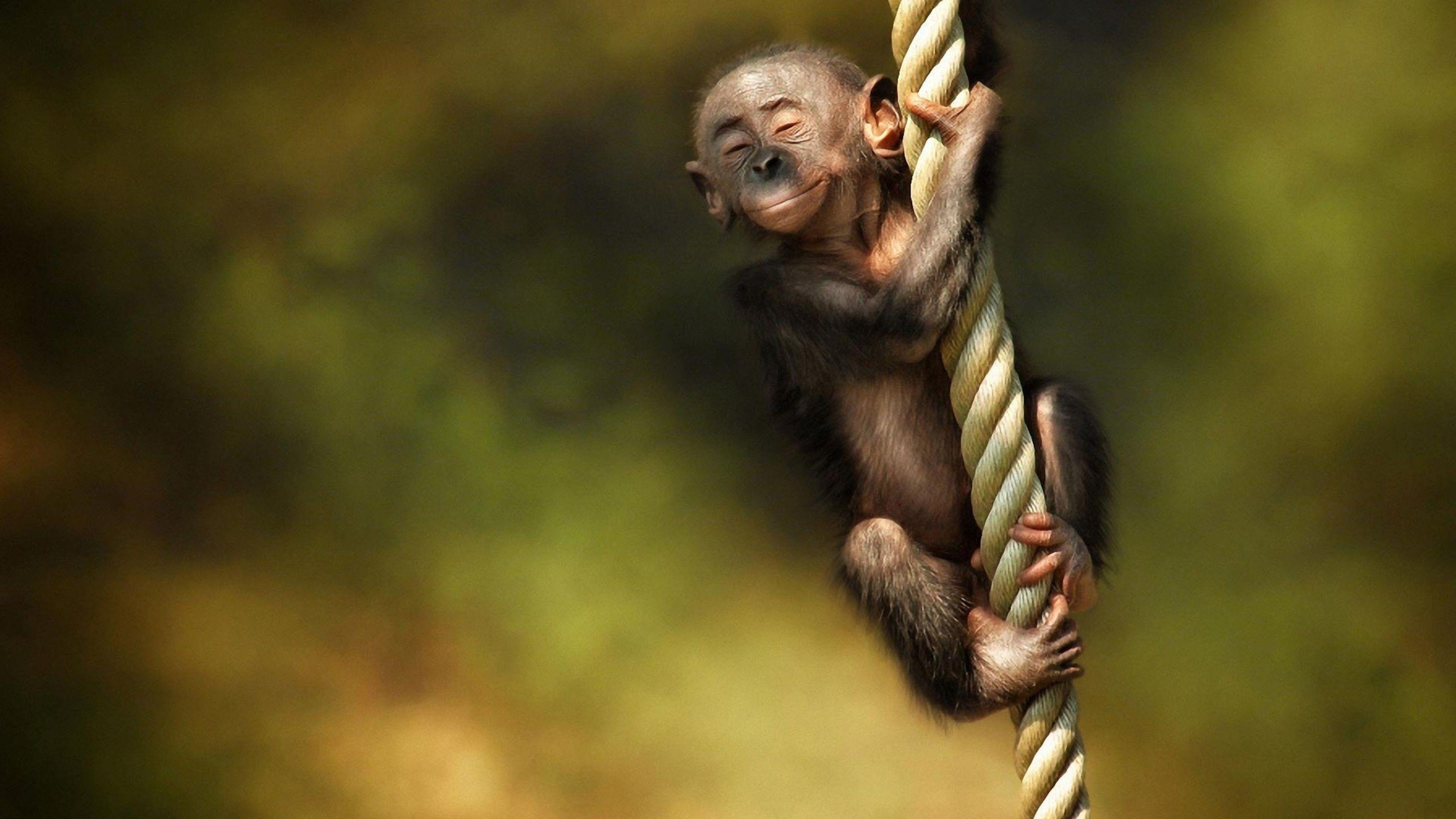 3840x2160 Cute Monkey HD Wallpaper 4K Ultra HD .