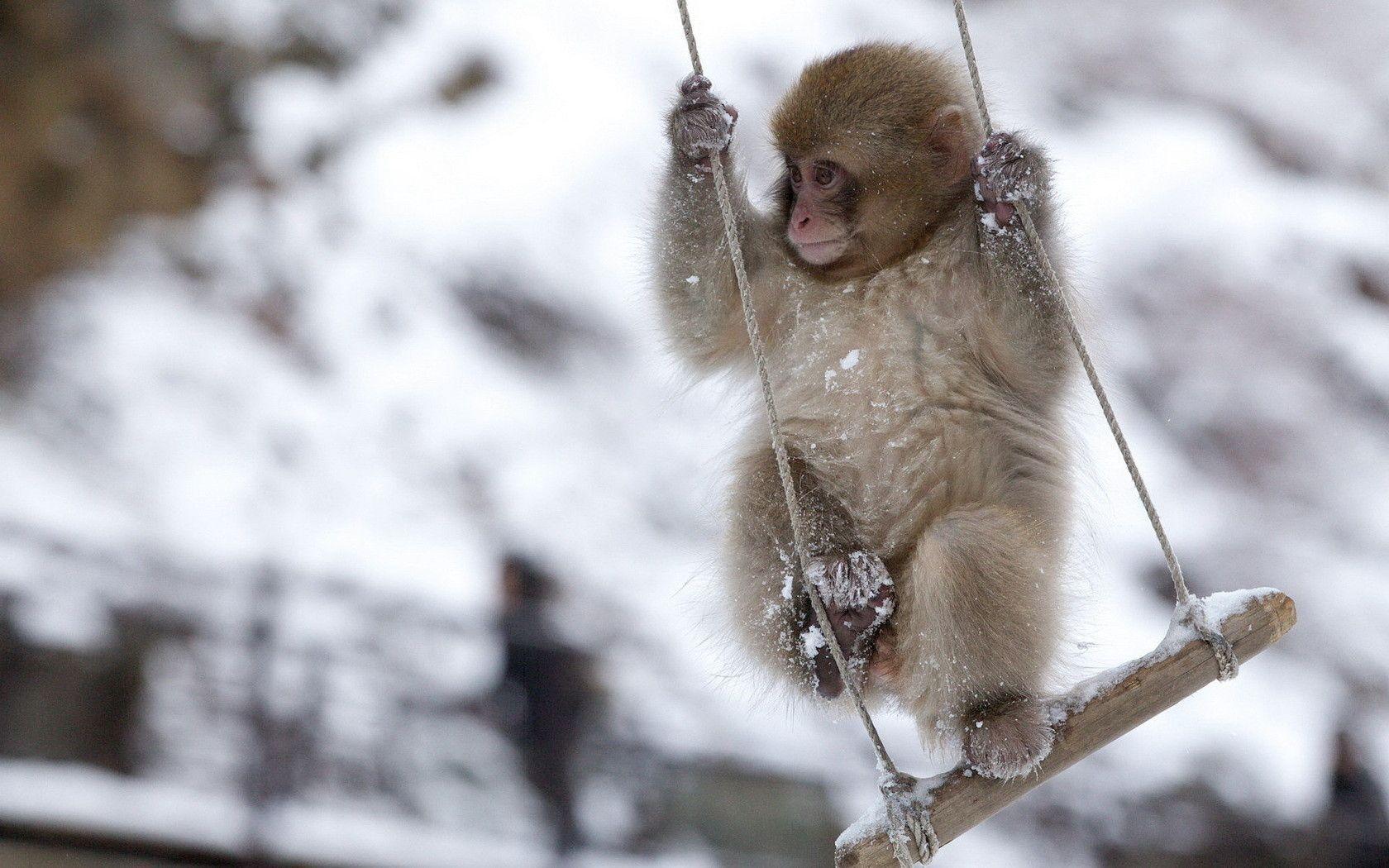 1680x1050 Free Monkey