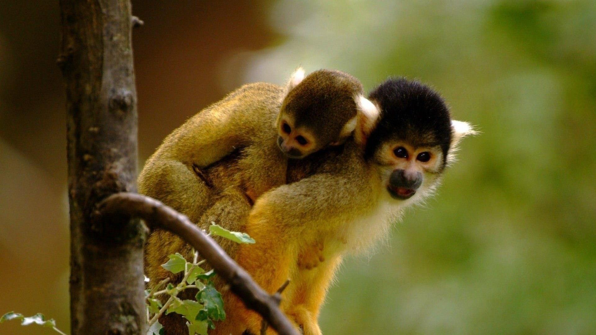 Cute Monkey Desktop Wallpapers - Top Free Cute Monkey Desktop