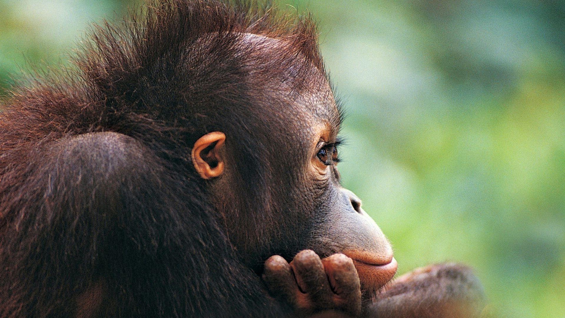 1920x1080 Cute Monkey Wallpaper Desktop ZX73H .