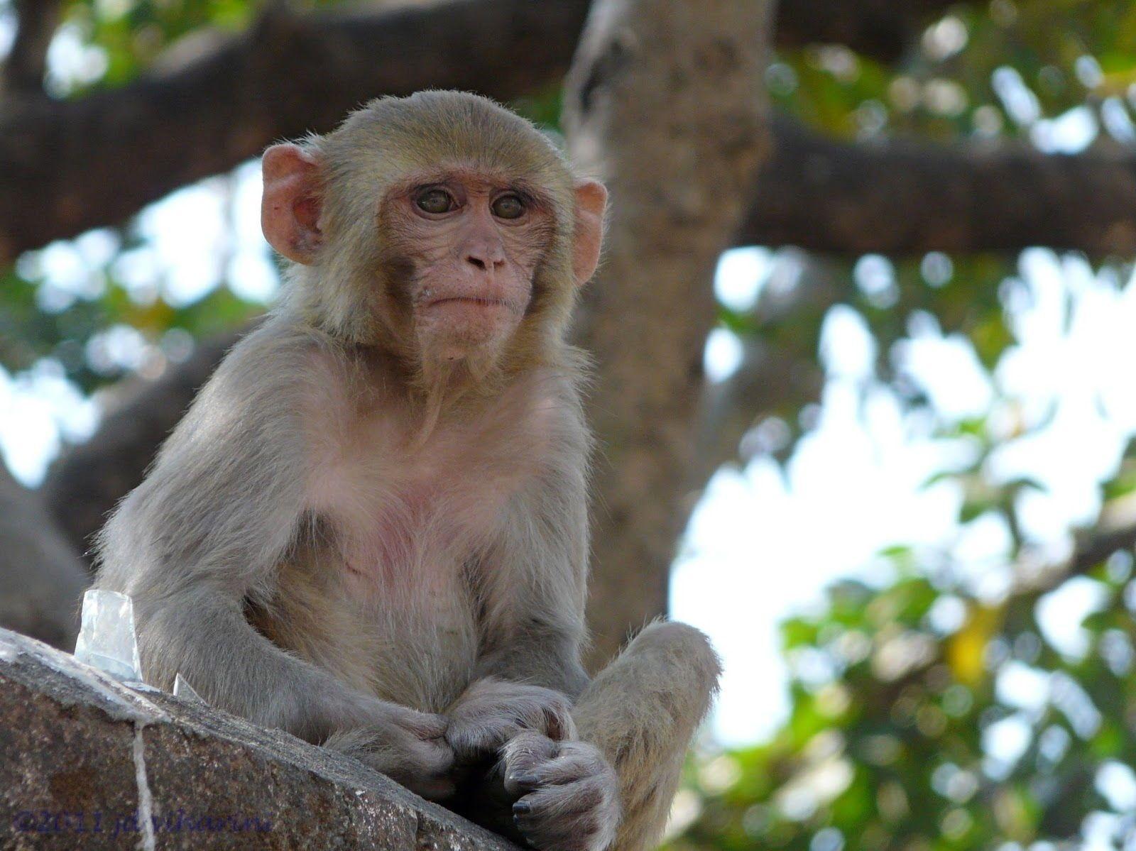 1600x1199 Monkey HD Image. Monkey picture, Monkey wallpaper, Types of monkeys