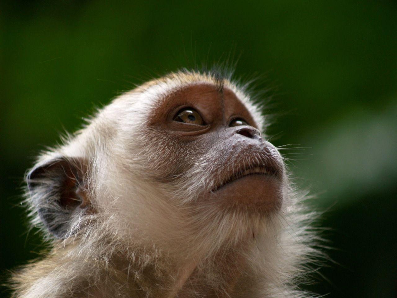 1280x960 Monkey HD Wallpaperpaulbarford Heritage The Ruth.