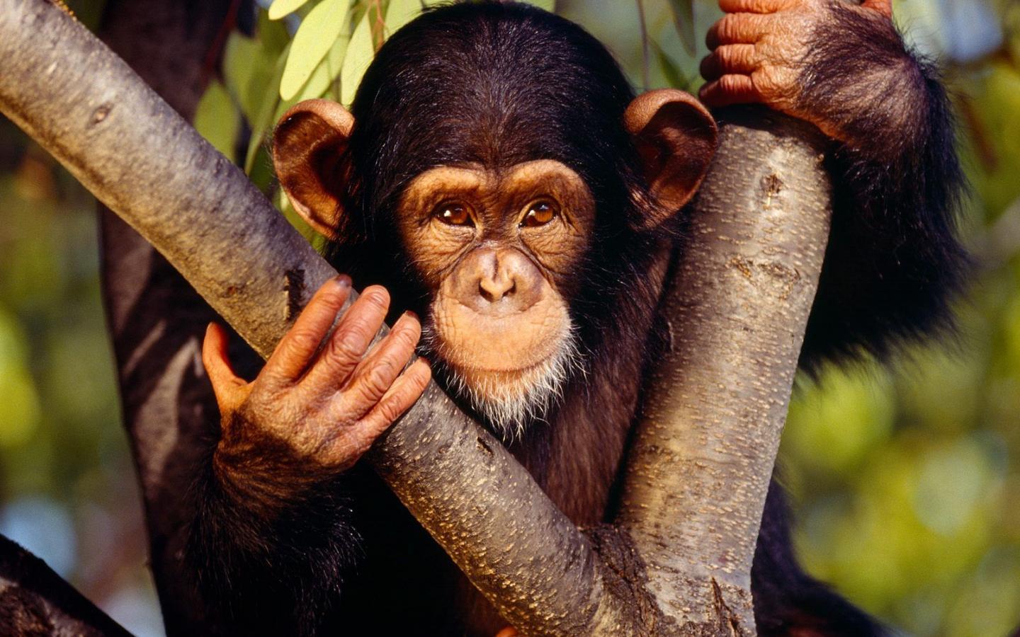 1440x900 Cute Monkey Wallpaper Desktop .
