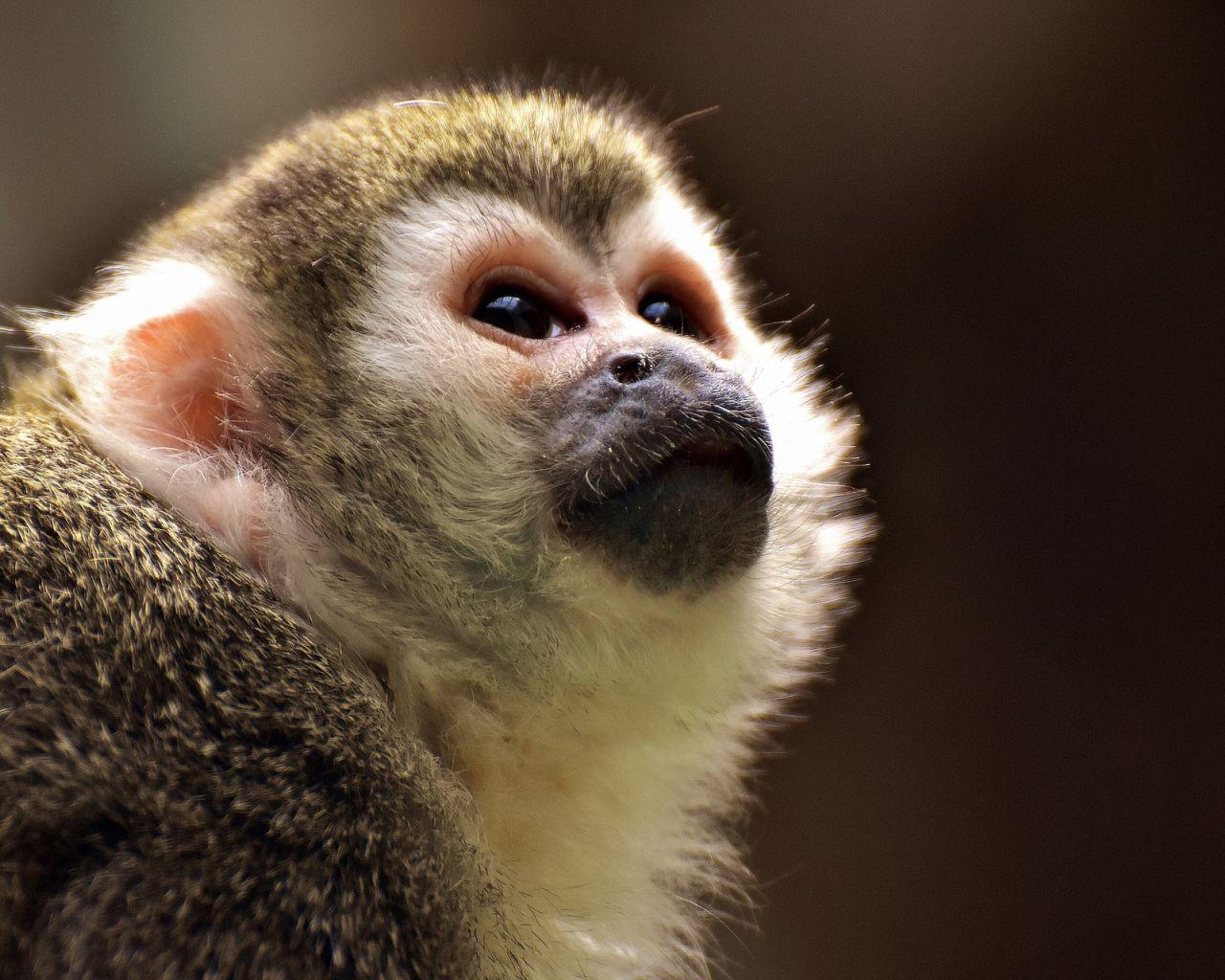 1280x1024 Desktop Wallpaper Cute Monkey, Black .