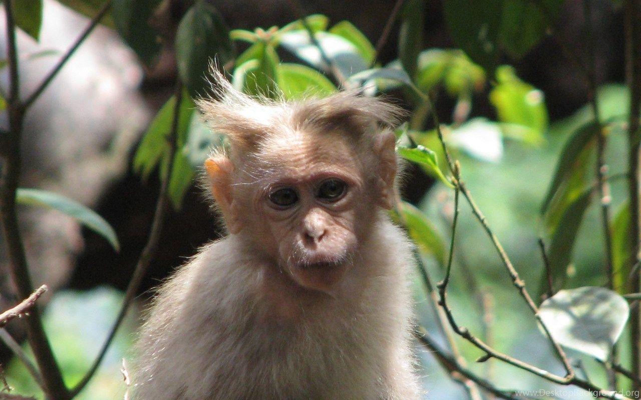 1280x800 Spikey Monkey Nature Cute Primate Free .