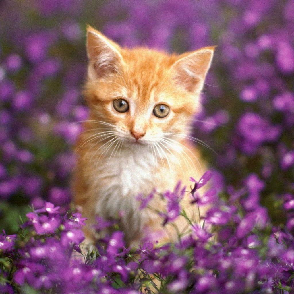 Cat and Flower Wallpapers - Top Free Cat and Flower Backgrounds