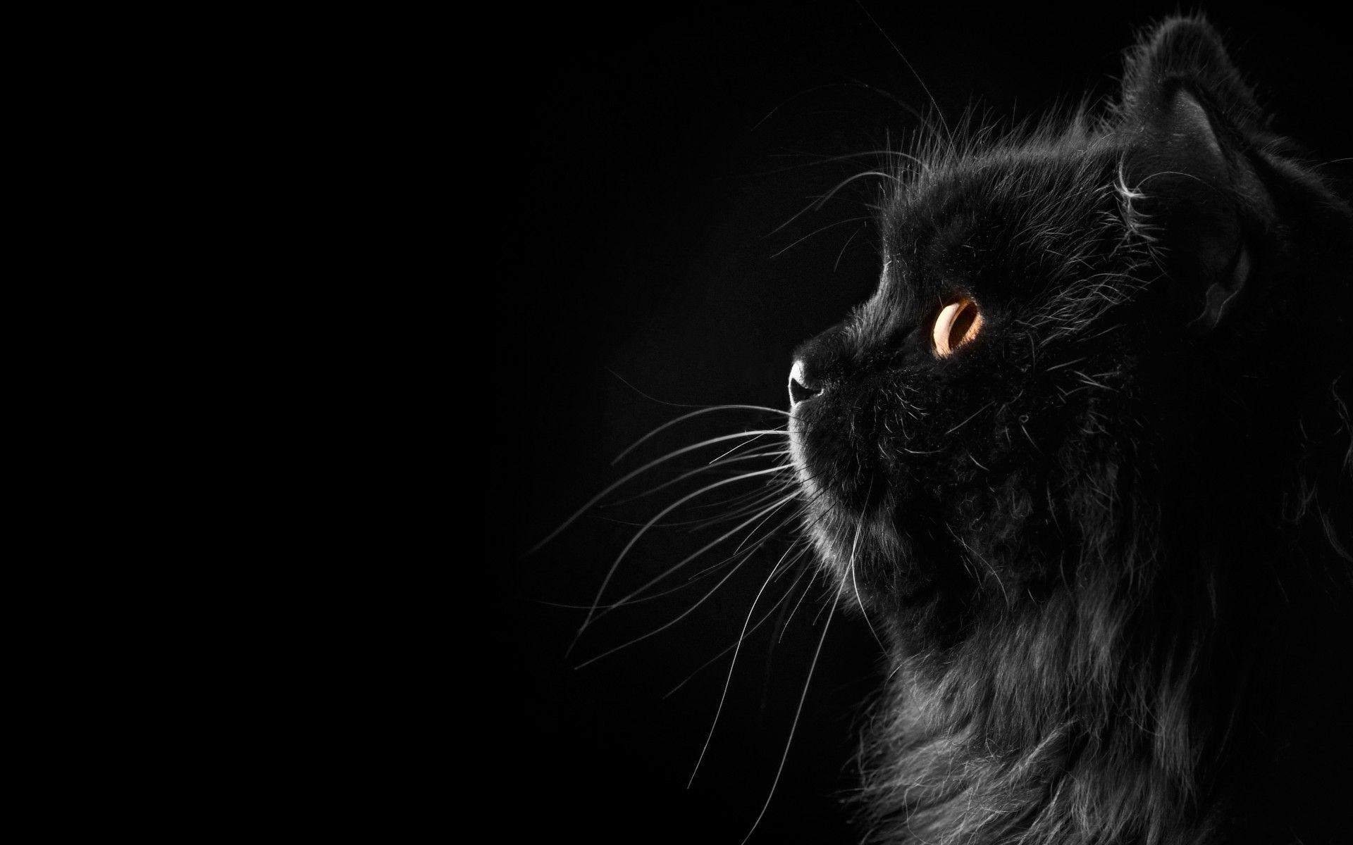1920x1200 Cat Persian black female profile whiskers face eyes wallpaper