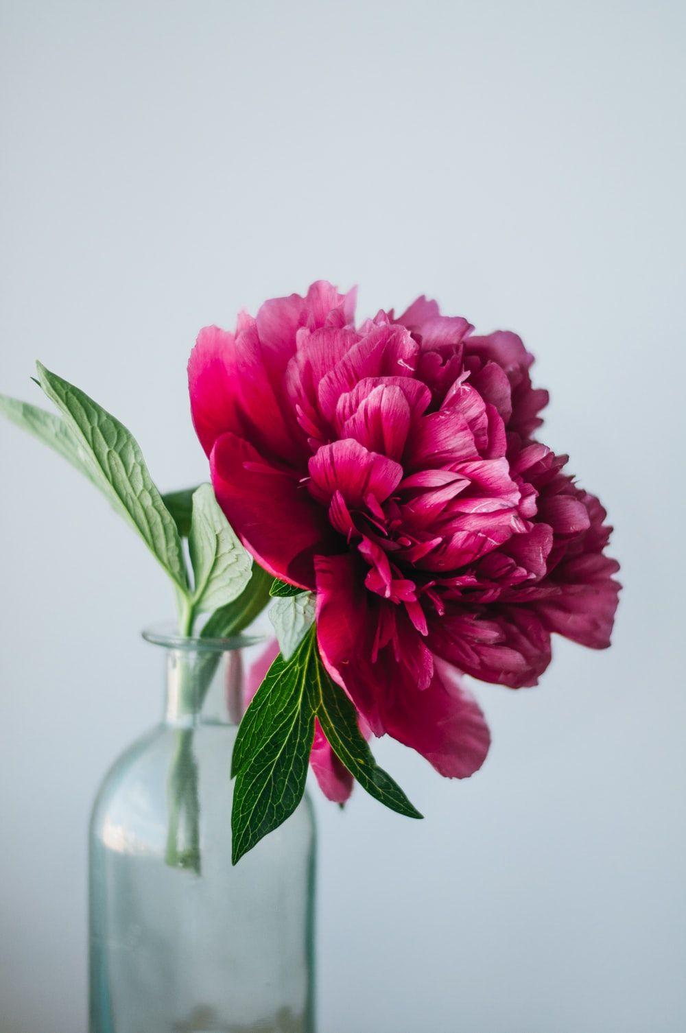1000x1506 pink flower on clear glass vase photo .com